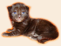      Catsvill County